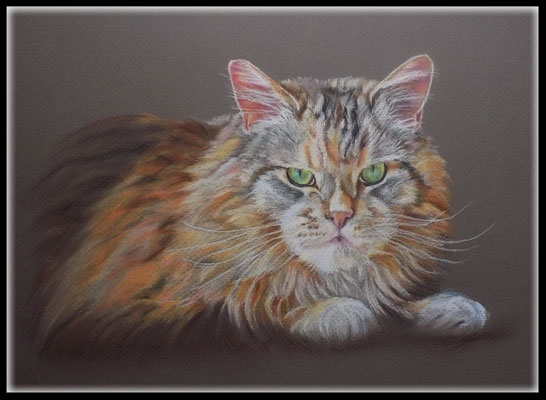 Katzenzeichnung, Tierzeichnung, Tiermalerei, Katzenmalerei, Maine Coon, Katzenportrait, Zeichnung, Pastellzeichnung