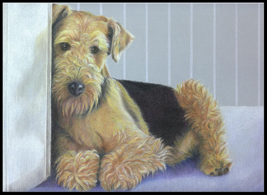Hundezeichnung, Airdale Terrier, Hundeportrait, Hund, Zeichnung, Farbstift, pet portrait, dog portrait, coloured pencil drawing