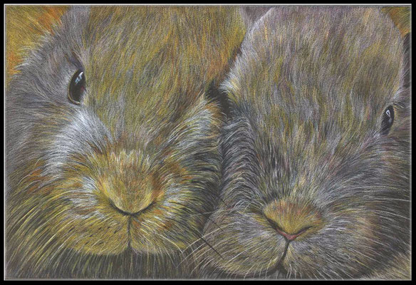 Tier, Zeichnung, Tierzeichnung, Kaninchen, Farbstift, coloured pencil drawing