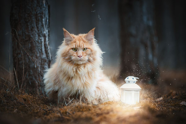 Maine Coon Kater l 2019