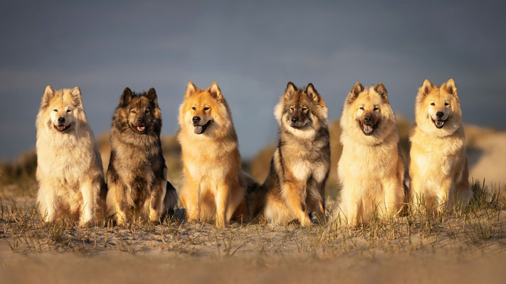 Eurasier Hündinnen l 2023