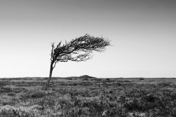 Braderuper Heide l Sylt l 2024