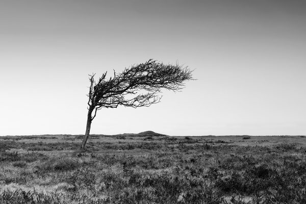 Braderuper Heide l Sylt l 2024