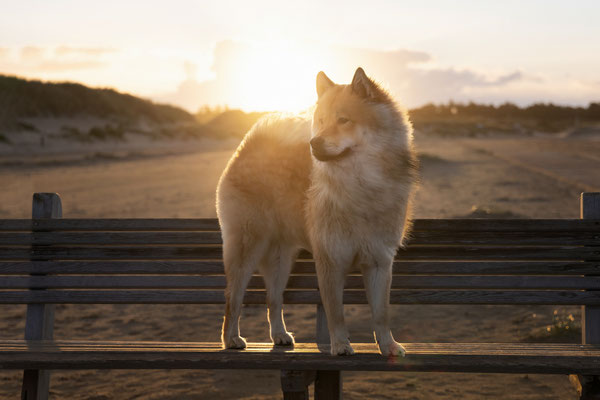 Eurasier Hündin l 2022