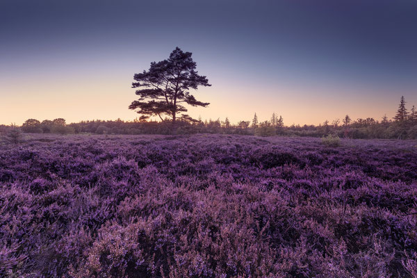 Bordelumer Heide l 2025