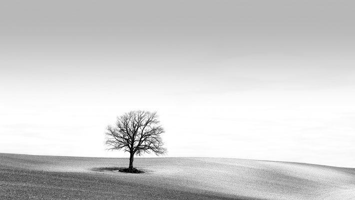 Einsamer Baum bei Eckernförde