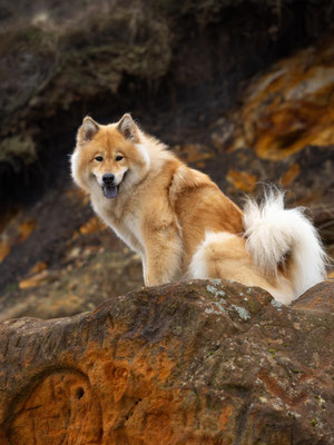 Eurasier Hündin l 2024