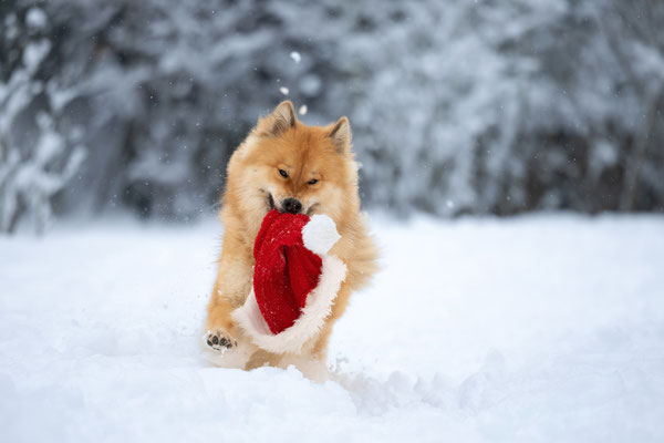 Eurasier Hündin l 2023