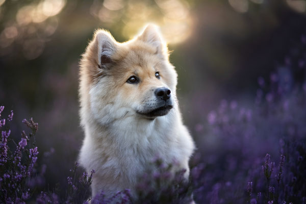 Junge Eurasier Hündin l 2021