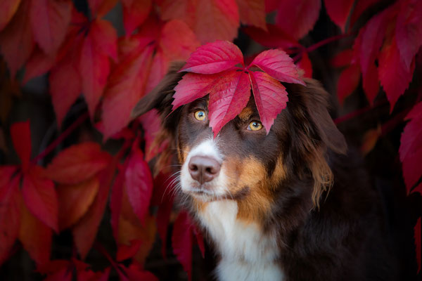 Australian Shepherd Hündin l 2019