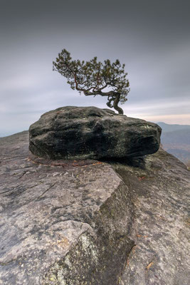 Lilienstein l Elbsandsteingebirge l Sachsen l 2020