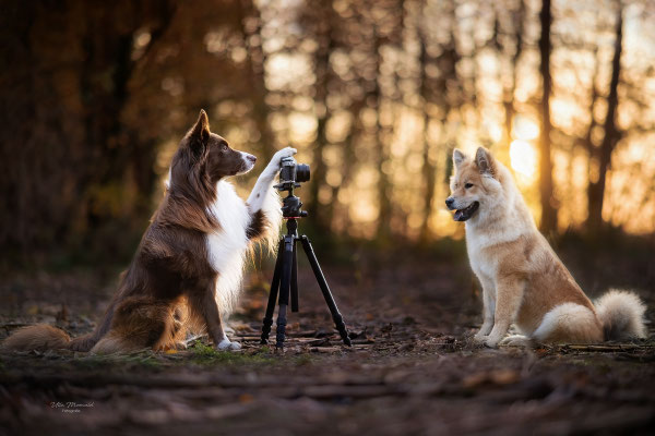 Border Collie und Eurasier l 2021