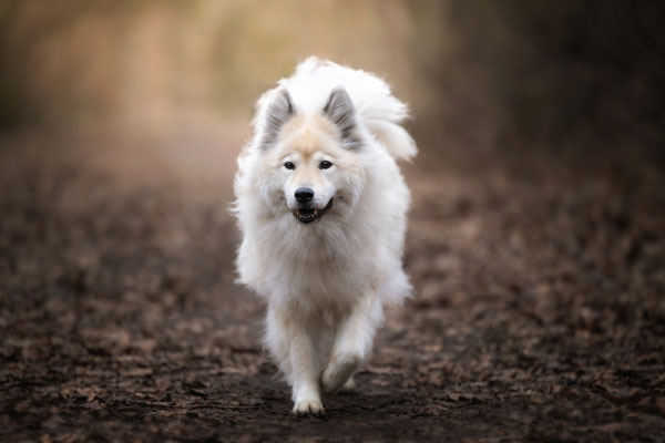 Eurasier Hündin