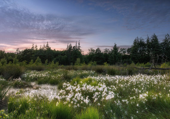 Langenhorner Heide l 2026