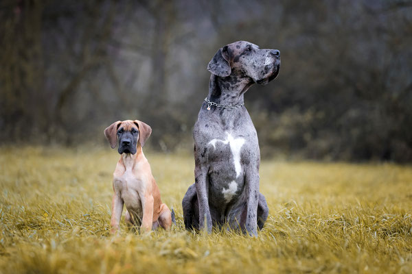 Deutsche Doggen