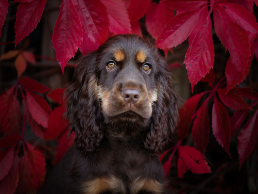 Cocker Spaniel Rüde l 2019