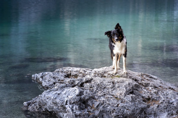 Border Collie Hündin l 2023