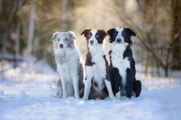 Border Collies l 2021