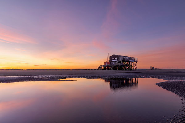 Silbermöwe l St. Peter-Ording l 2023