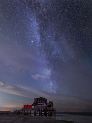 Silbermöwe l St. Peter-Ording l 2024