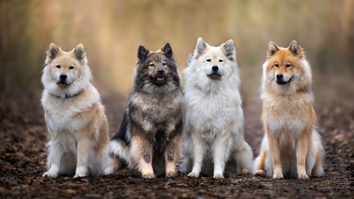 Eurasier Hündinnen l 2023
