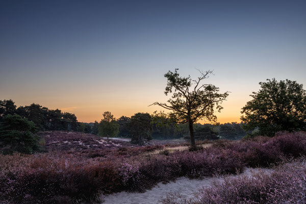 Westruper Heide l Nordrhein-Westfalen l 2022