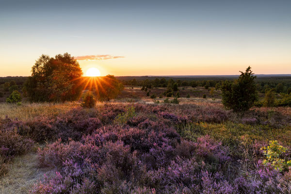 Lüneburger Heide l Niedersachsen l 2022