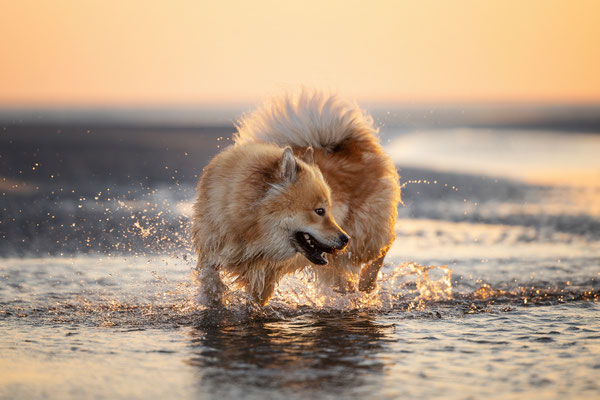 Eurasier Hündin l 2024