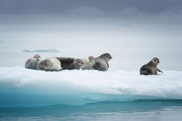 Jökulsárlón l 2019