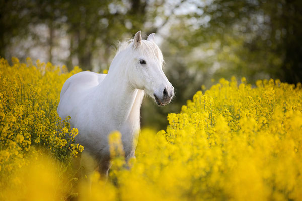 Connemara Pony