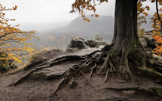 Elbsandsteingebirge l Sachsen l 2020