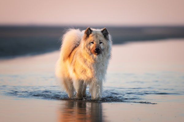 Eurasier Hündin l 2022