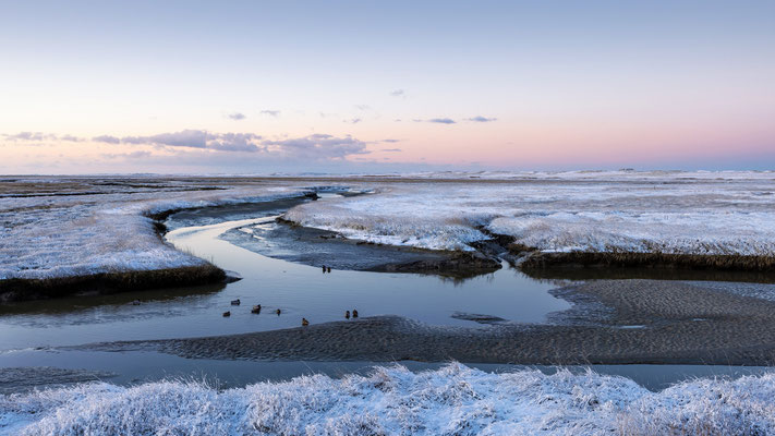 Salzwiesen l St. Peter-Ording l 2023