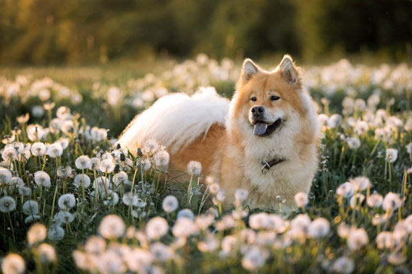 Eurasier Hündin l 2024