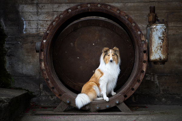 Collie Hündin l 2021