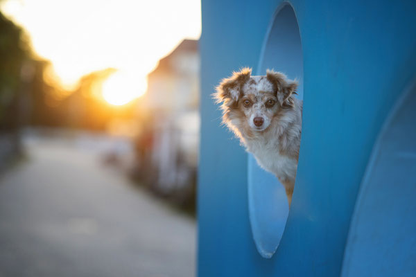 Mini Aussie Hündin l 2023