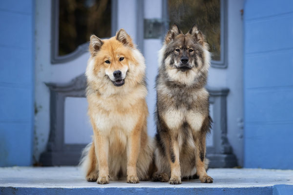 Eurasier Hündinnen