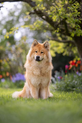 Eurasier Hündin l 2025