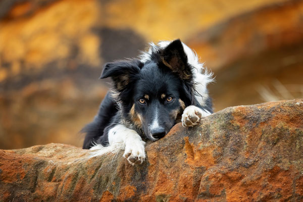 Border Collie Hündin l 2022