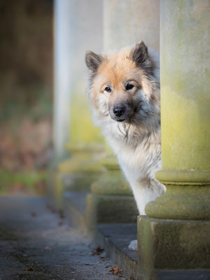 Eurasier Hündin l 2020