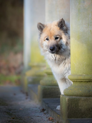 Eurasier Hündin l 2020