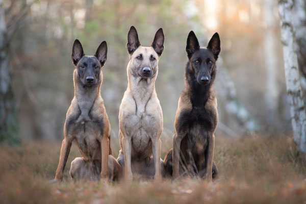 Malinois l 2019