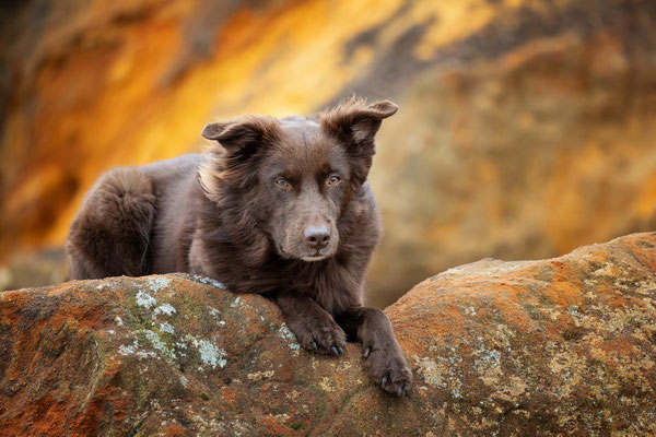 Australian Shepherd Rüde l 2022
