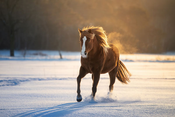 Quarterhorse l 2021