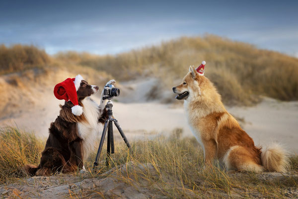 Border Collie und Eurasier