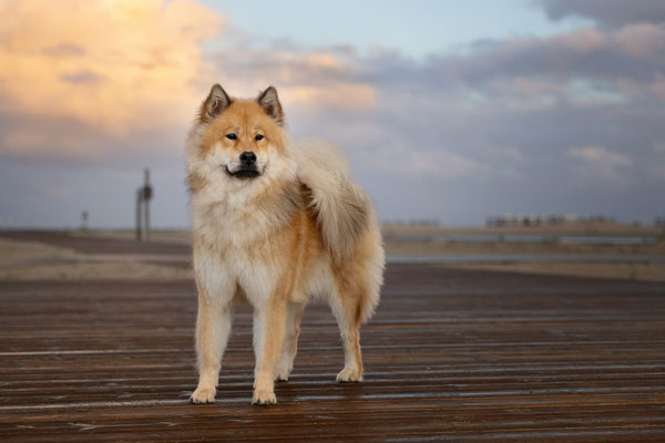 Eurasier Hündin l 2022