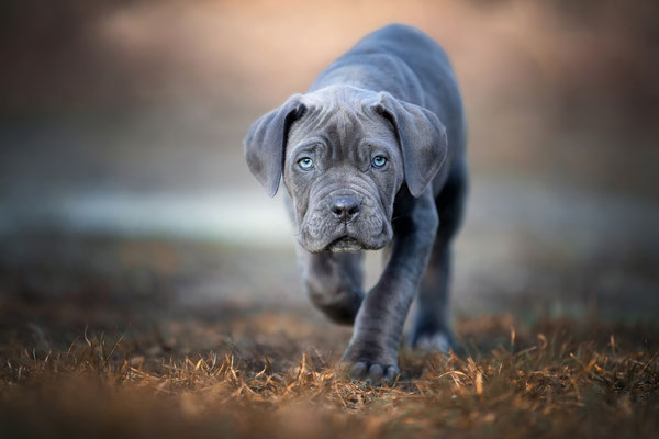 Junger Cane Corso Italiano Rüde l 2020