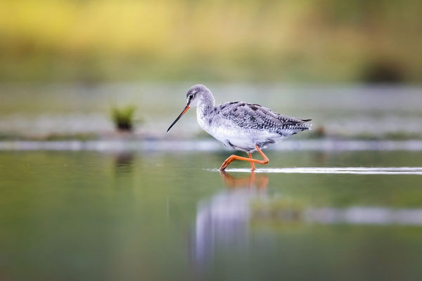 Dunkler Wasserläufer