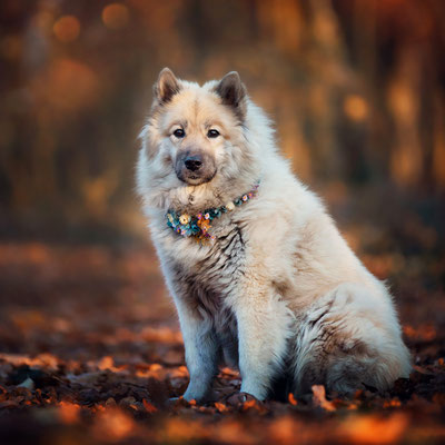 Eurasier Hündin