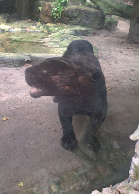Der schwarze Panther